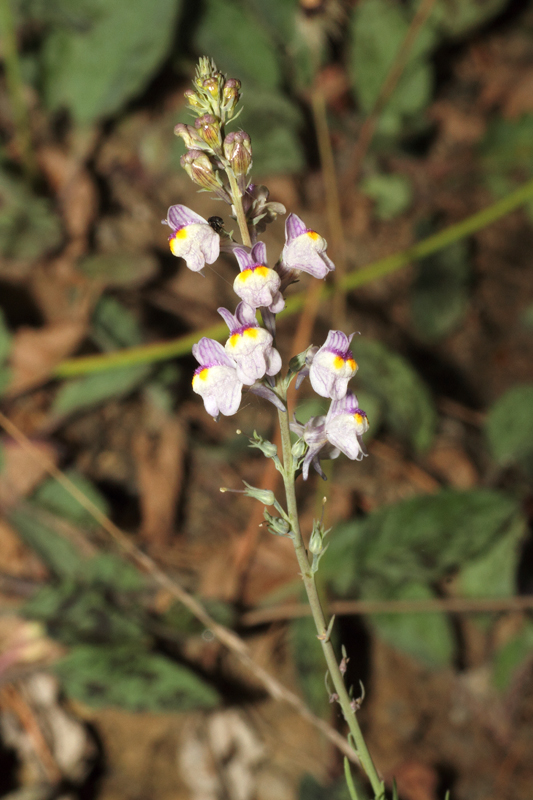 Linaria repens / Linajola striata